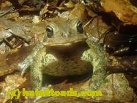 /home//u458753944/public_html/sourcegallery/////McKaig Nature Center/2024-09-29/P9291576.JPG